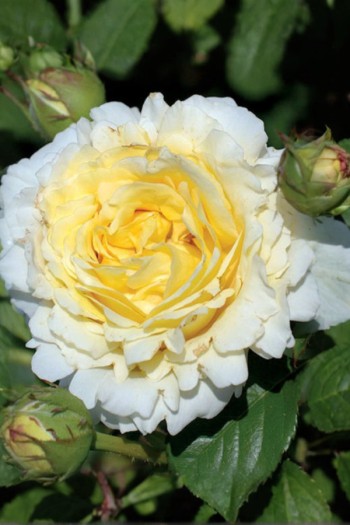 Троянда плетиста ‘Сірано де Бержерак’|Rosa climber Cyrano de Bergerac|Роза плетистая ‘Сирано де Бержерак’